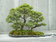 Un jardin zen